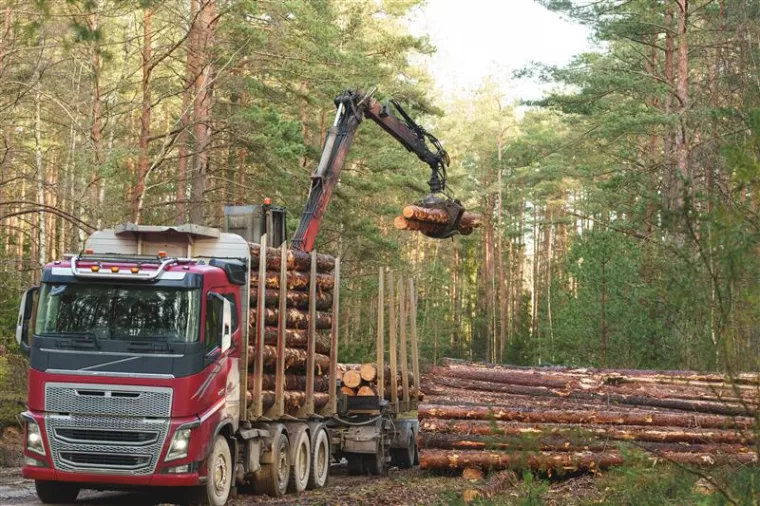 Qui appeler pour acheter du bois en bord de route accessible par grumier ?, Vichy, Établissement Raturat Bois